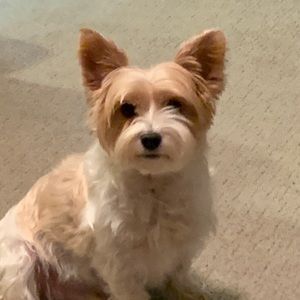 Meet your Posher, Bonnie